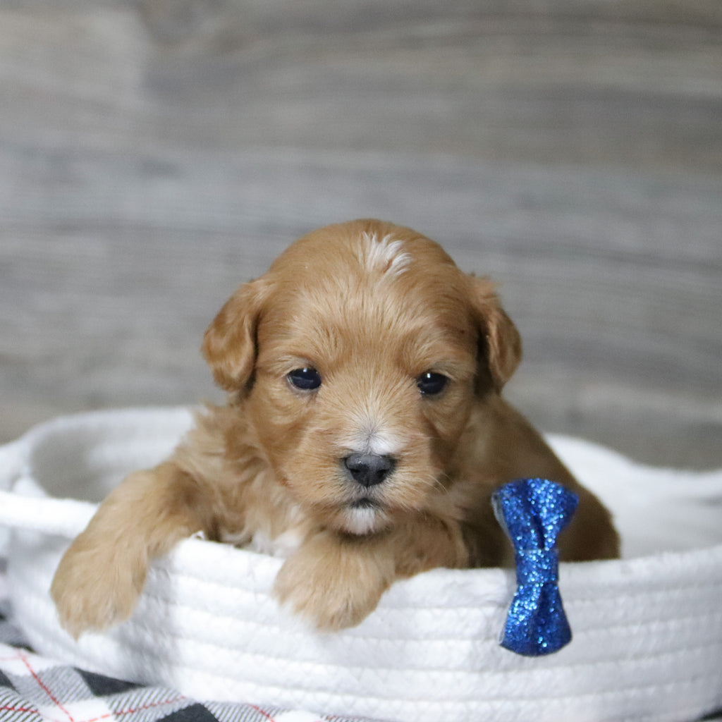 Bill - Available 12/31