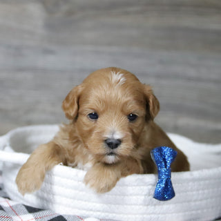 Bill - Available 12/31