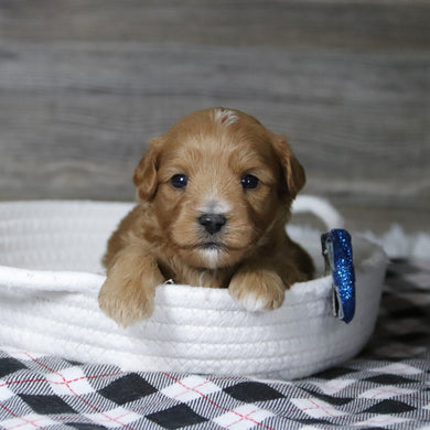 Bill - Available 12/31