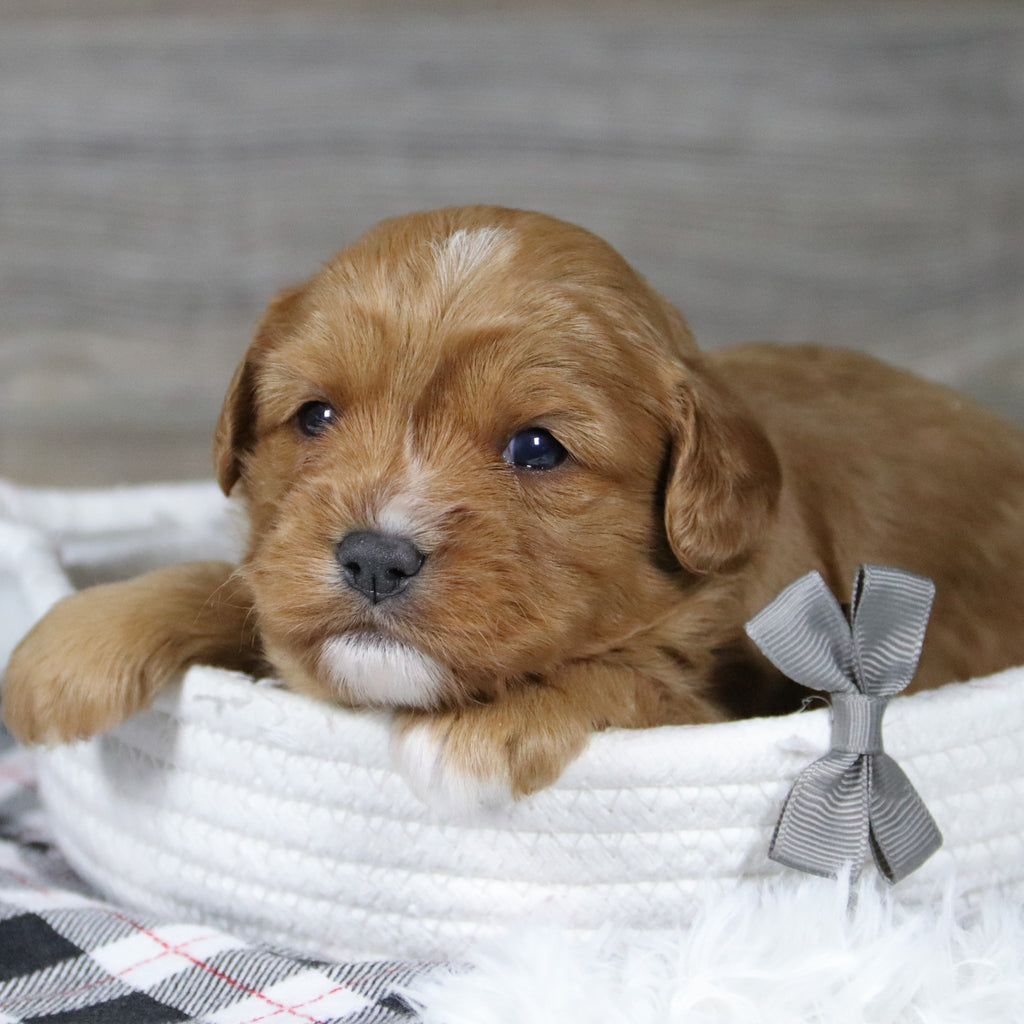 Gus - Available 12/31