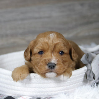 Gus - Available 12/31