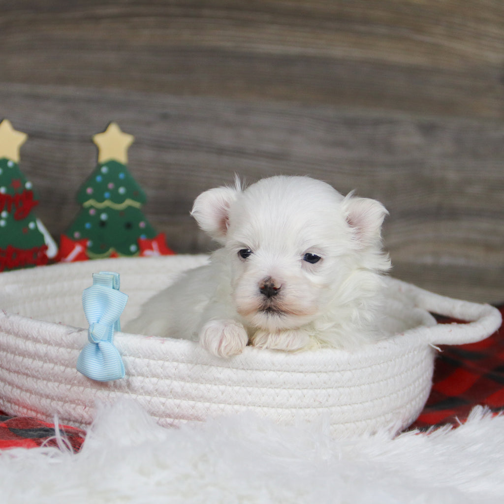 Roan - Available 1/8