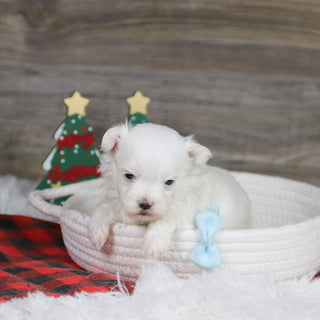 Roan - Available 1/8