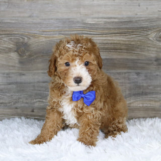 Theo - Available 1/15