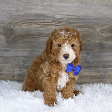 Theo - Available 1/14