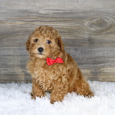 Terry - Available 1/14