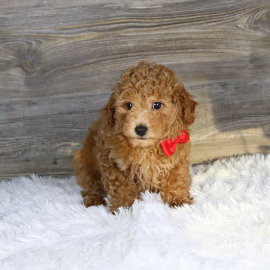 Terry - Available 1/14