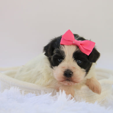 Lilly - Available 10/15