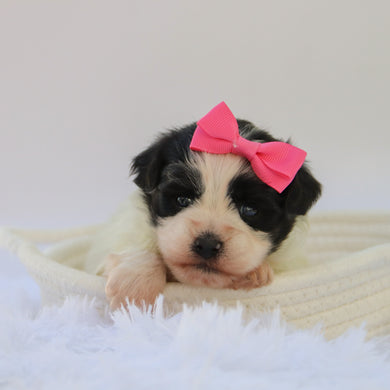 Lilly - Available 10/15