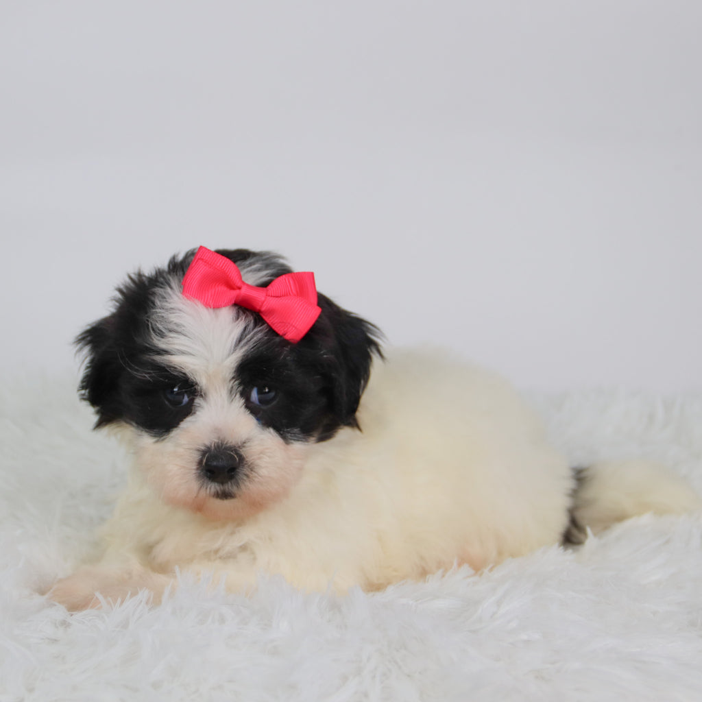 Lilly - Available 10/15