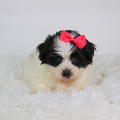 Lilly - Available 10/15