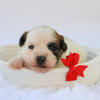 Woof - Available 10/15