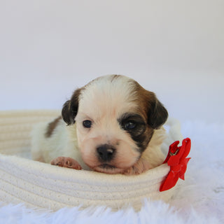 Woof - Available 10/15