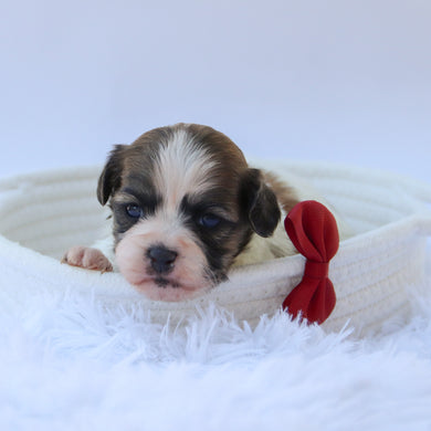 Topper - Available 10/15