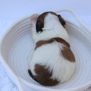 Topper - Available 10/15
