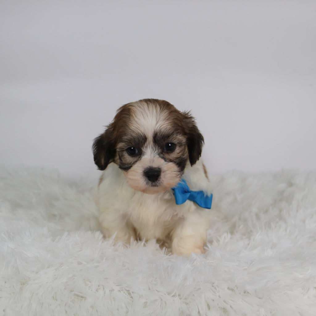 Topper - Available 10/15