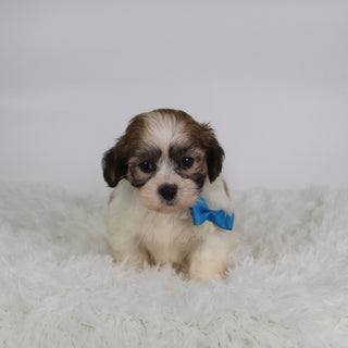 Topper - Available 10/15