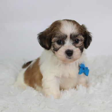 Topper - Available 10/15