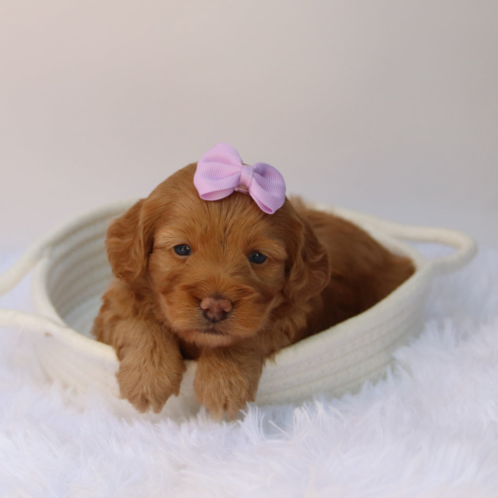 Moxie - Available 10/22