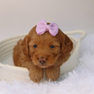 Moxie - Available 10/22