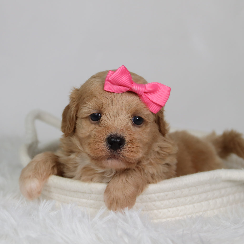 Harper - Available 9/17