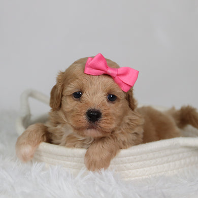 Harper - Available 9/17