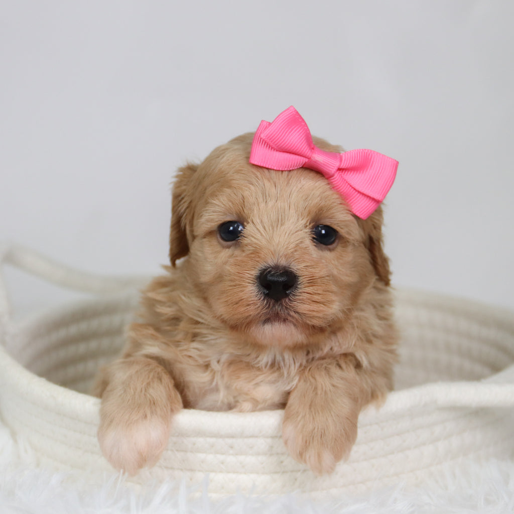 Harper - Available 9/17