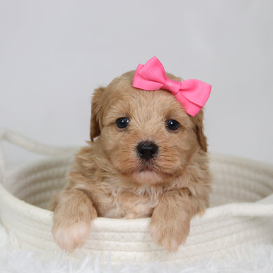 Harper - Available 9/17
