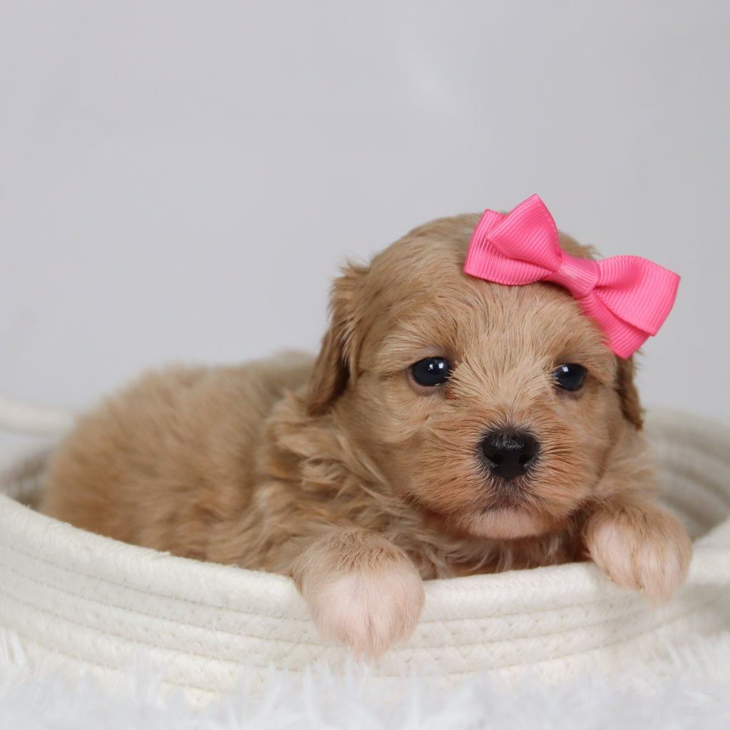Harper - Available 9/17