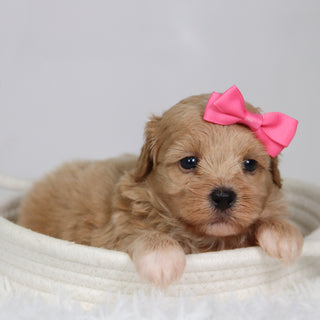 Harper - Available 9/17