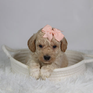 Hazel - Available 9/17