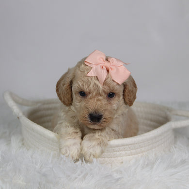Hazel - Available 9/17