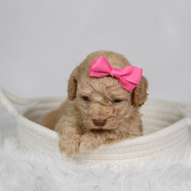 Fren - Available 9/17
