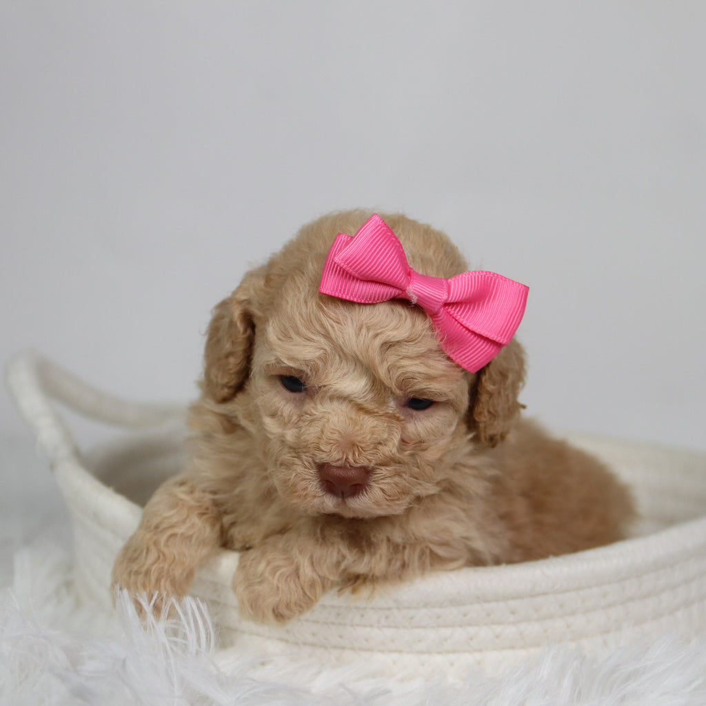 Fren - Available 9/17