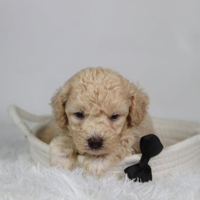Ryder - Available 9/17