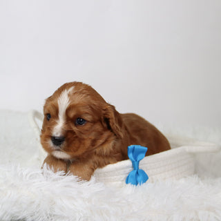 George - Available 9/17
