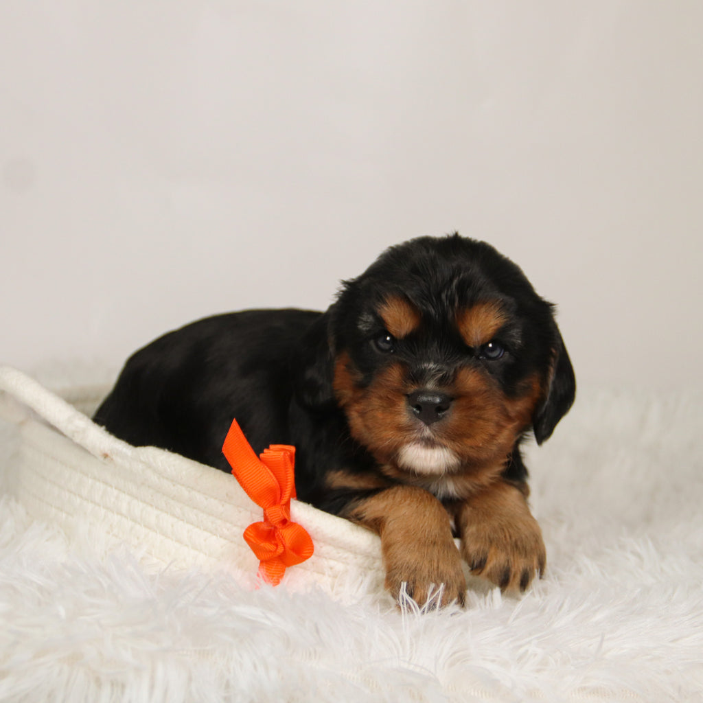 Kevin - Available 9/17