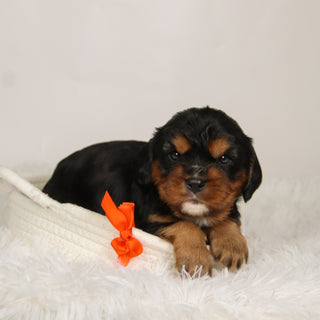 Kevin - Available 9/17