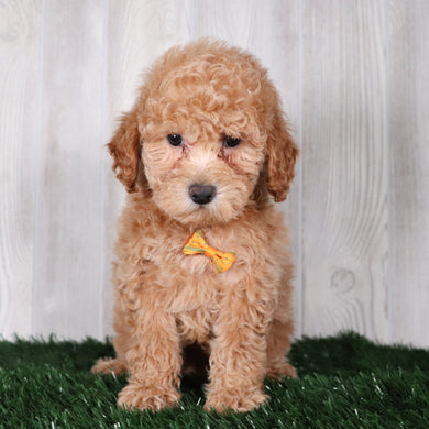 Goldendoodle toy hotsell