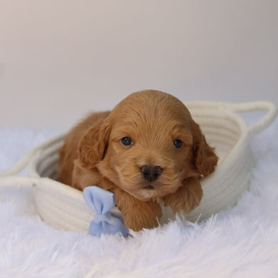 Finn - Available 10/22
