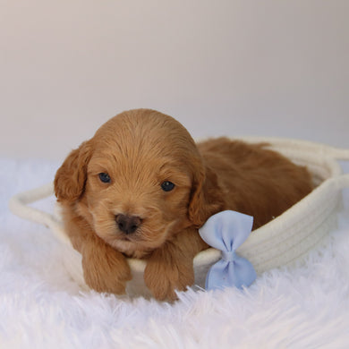 Finn - Available 10/22