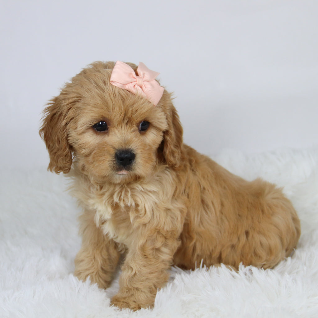 Candi - available 11/19