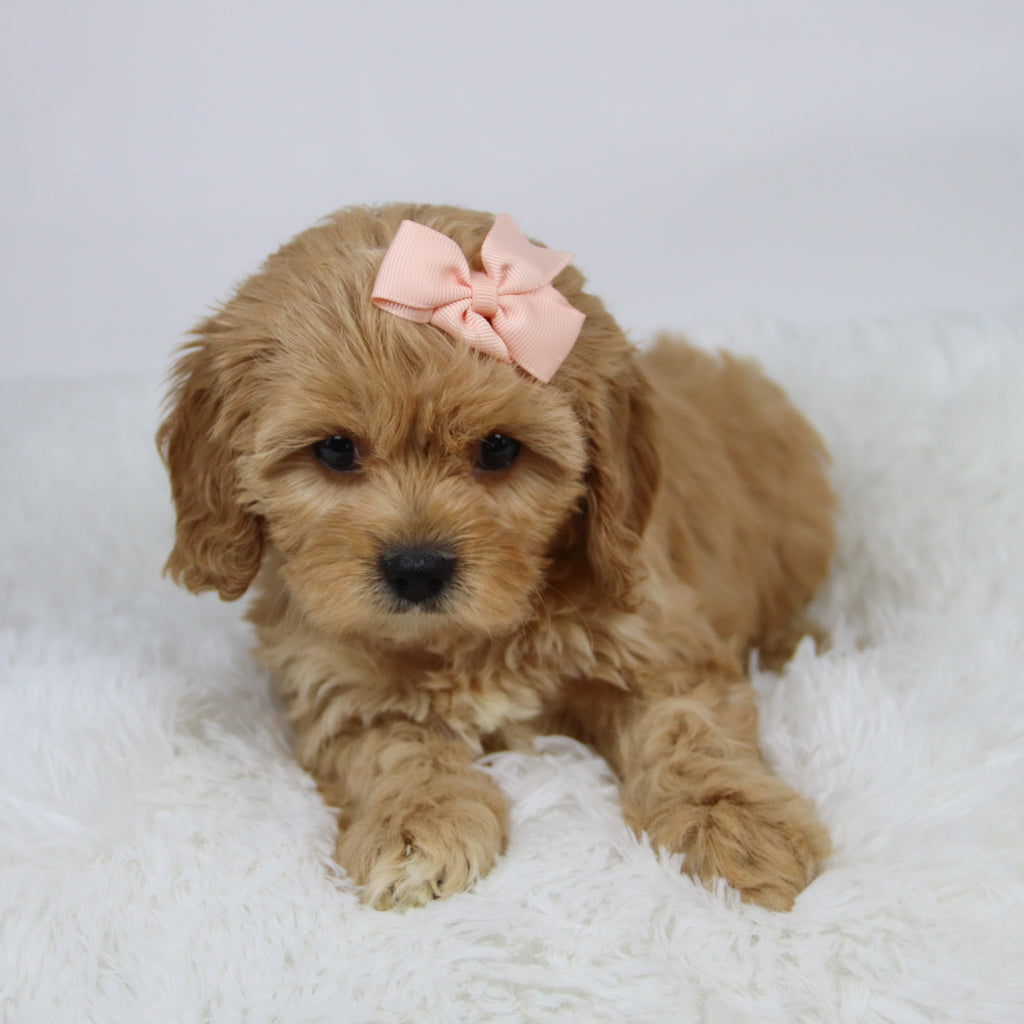 Candi - available 11/19