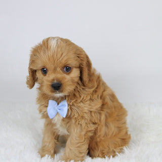 Mack - available 11/19