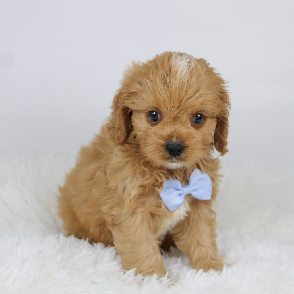 Mack - available 11/19