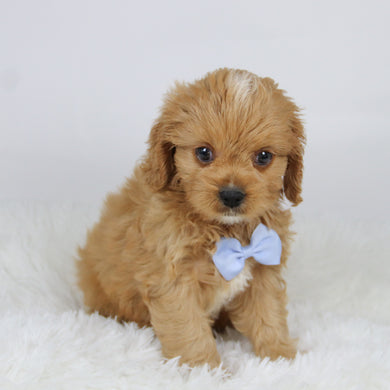 Mack - available 11/19