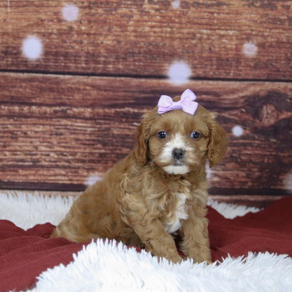 Beyla - Available 12/3