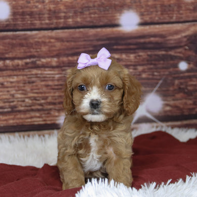 Beyla - Available 12/3