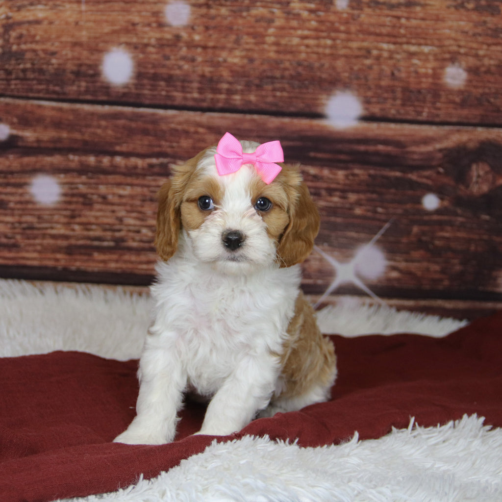 Bibi - Available Now