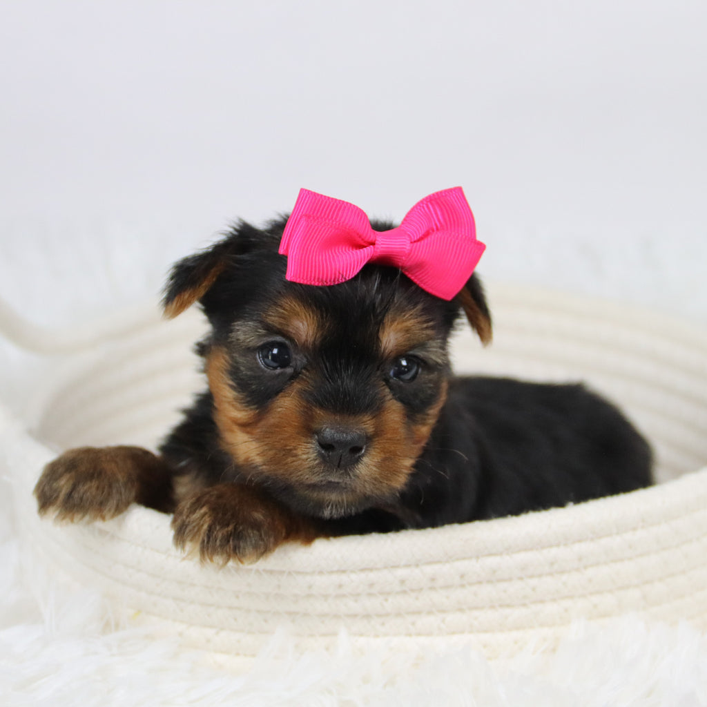 Casilda - Available 12/10